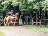 NH100923-79 - Nicky Henderson Stable Visit